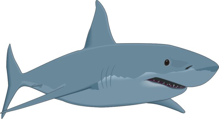 Detail Shark Clipart Nomer 7