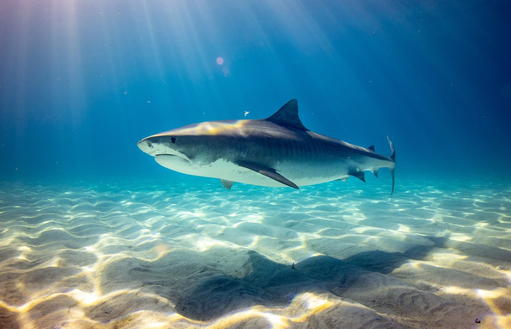 Shark Download - KibrisPDR