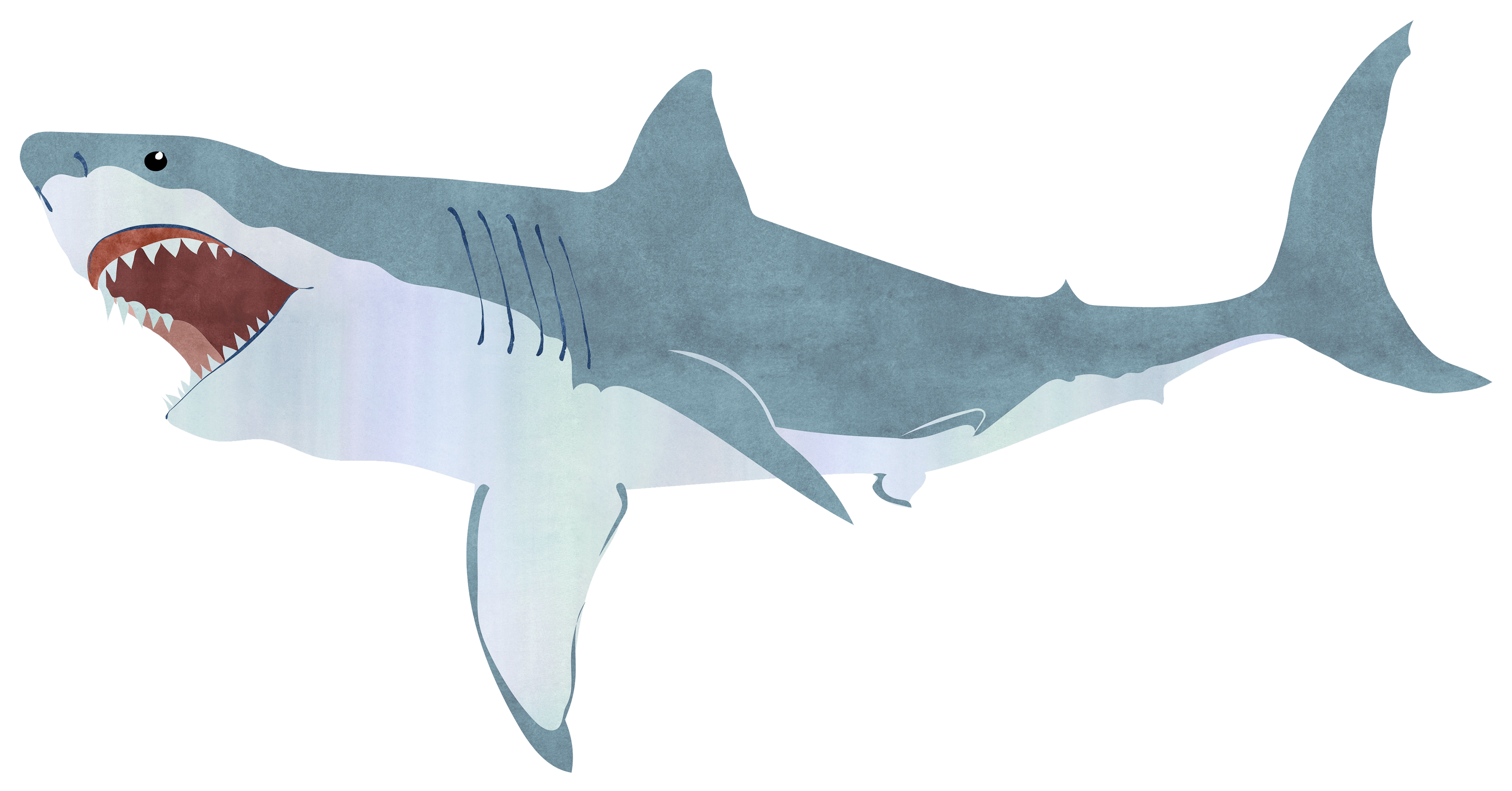 Detail Shark Download Nomer 11