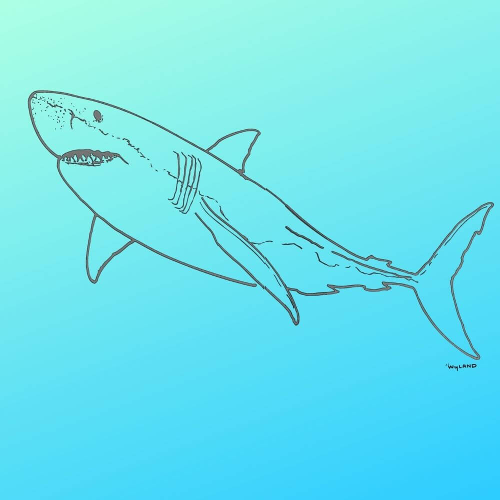 Detail Shark Download Nomer 12
