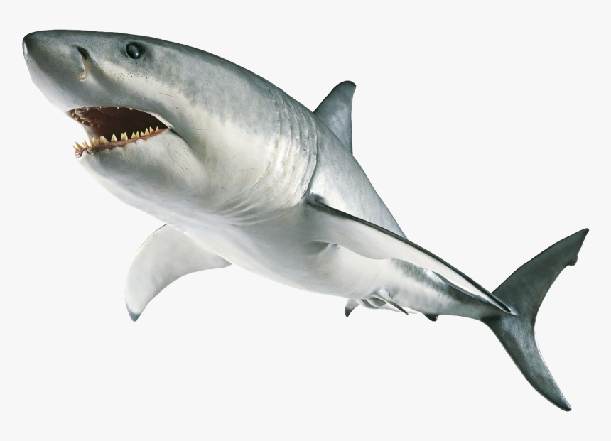 Detail Shark Download Nomer 17