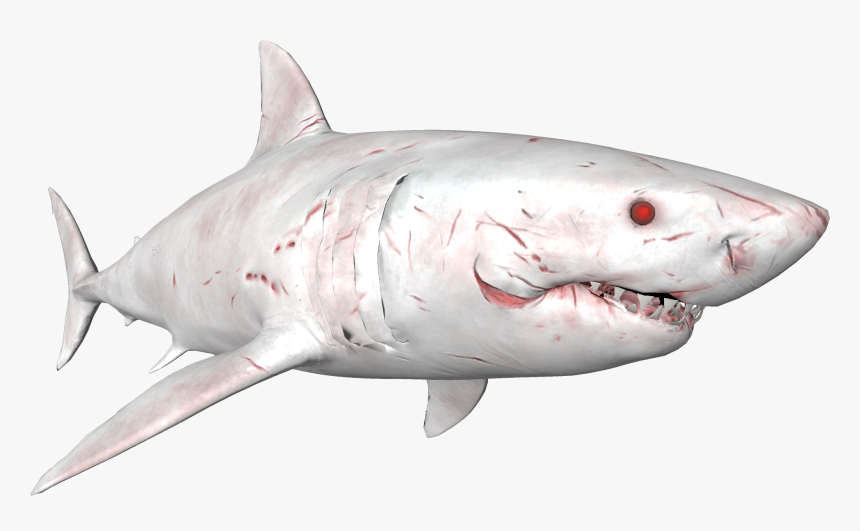 Detail Shark Download Nomer 18