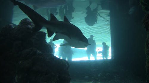 Detail Shark Download Nomer 24