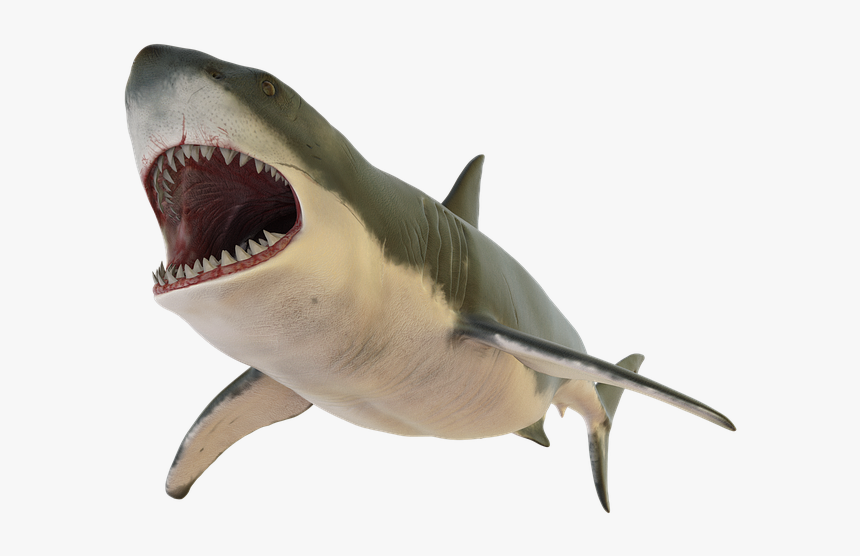 Detail Shark Download Nomer 25