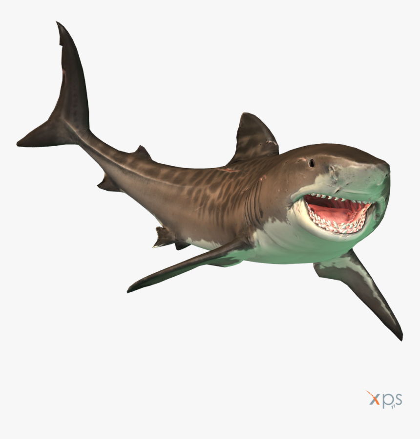 Detail Shark Download Nomer 26