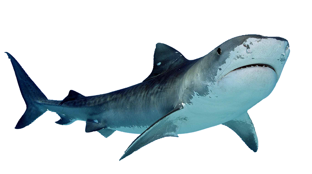 Detail Shark Download Nomer 4