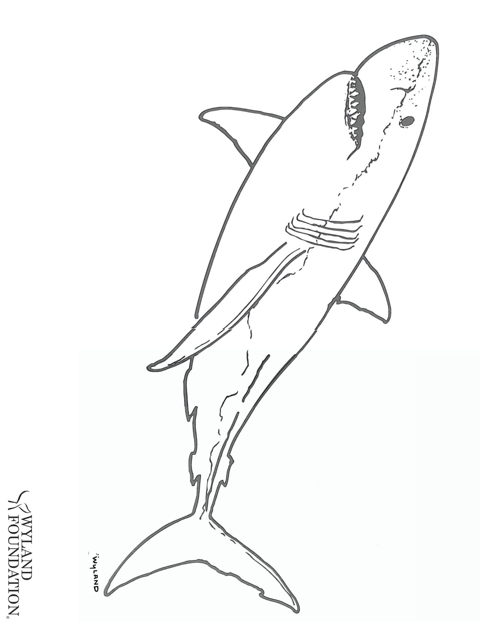 Detail Shark Download Nomer 31