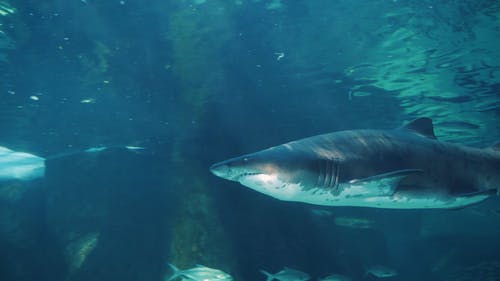 Detail Shark Download Nomer 36