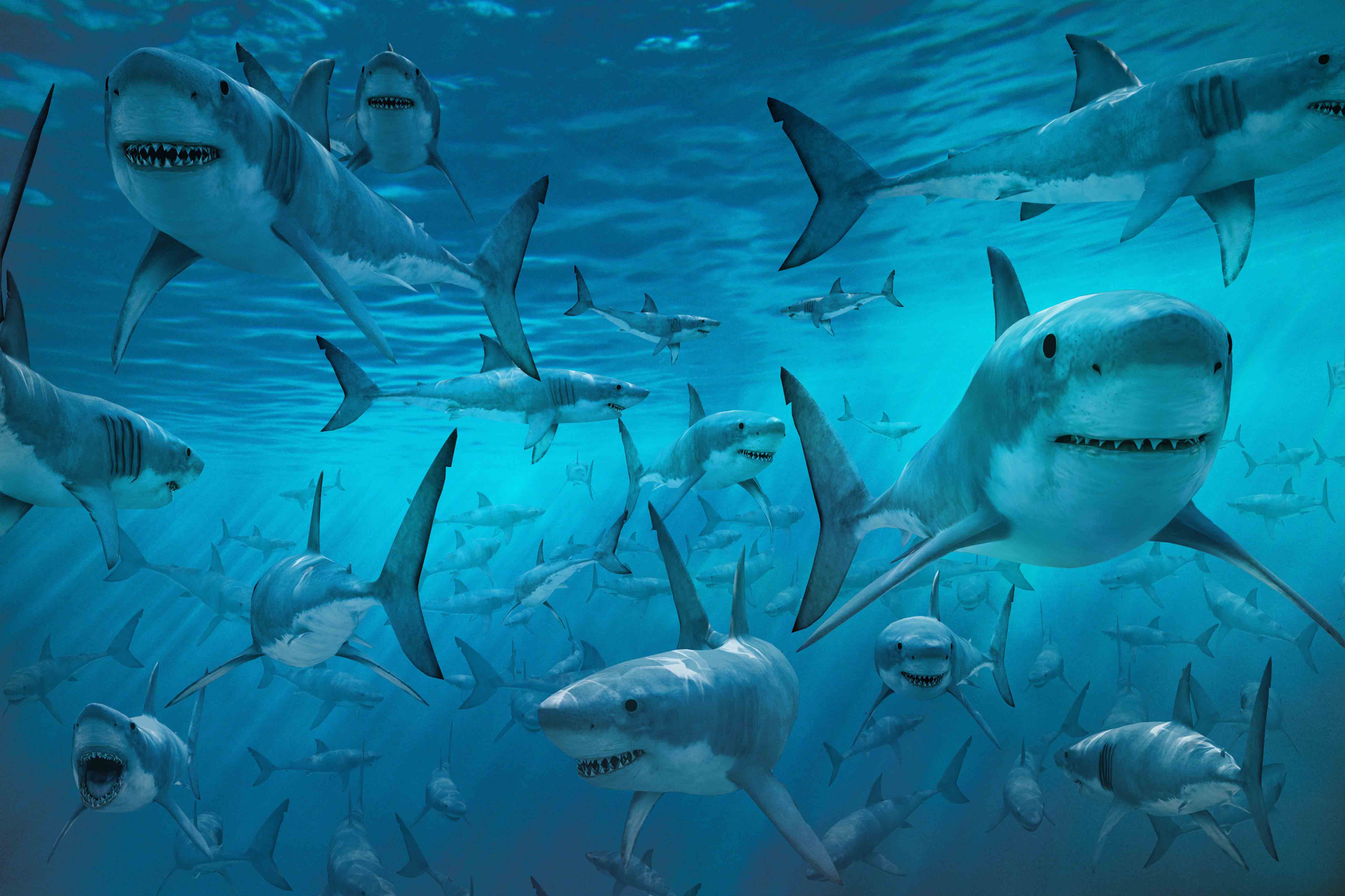 Detail Shark Download Nomer 42