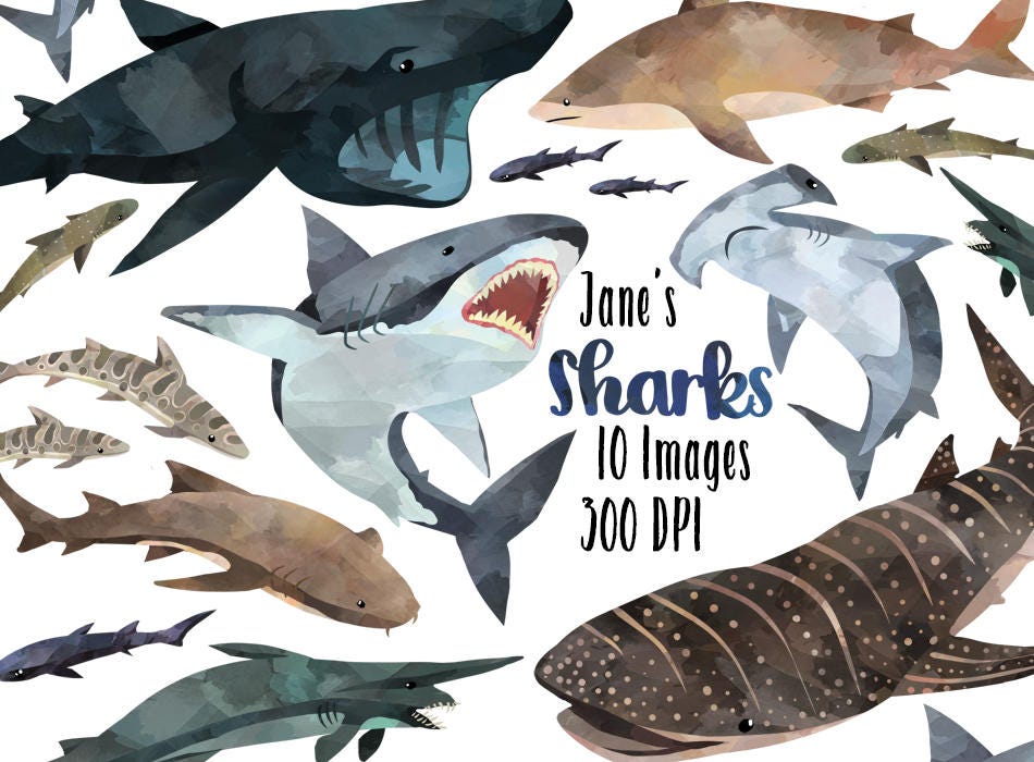 Detail Shark Download Nomer 46