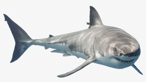 Detail Shark Download Nomer 6