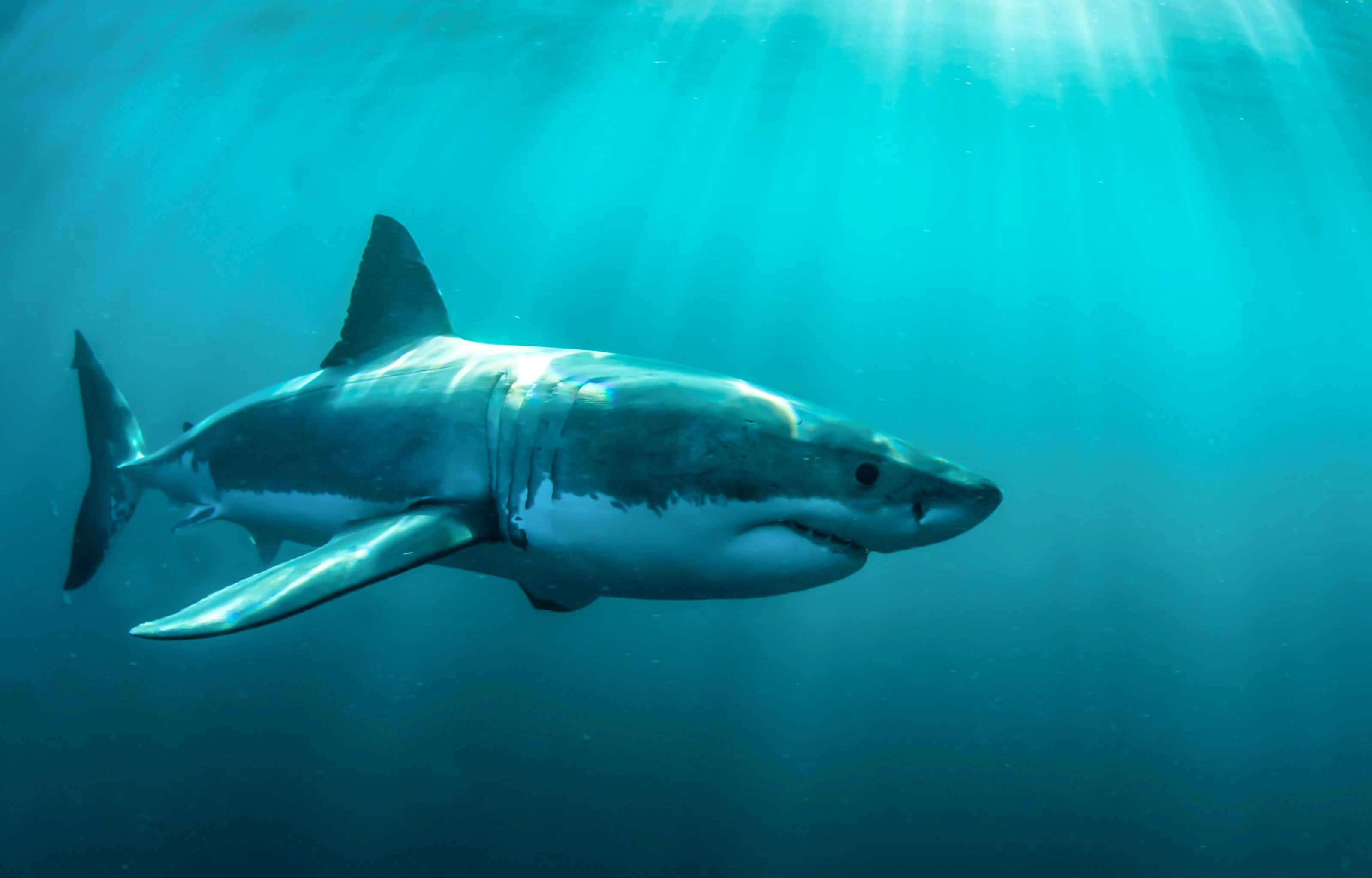 Detail Shark Download Nomer 48