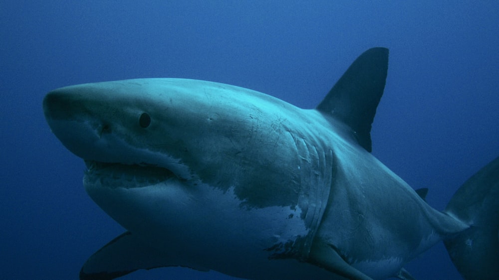 Detail Shark Download Nomer 7