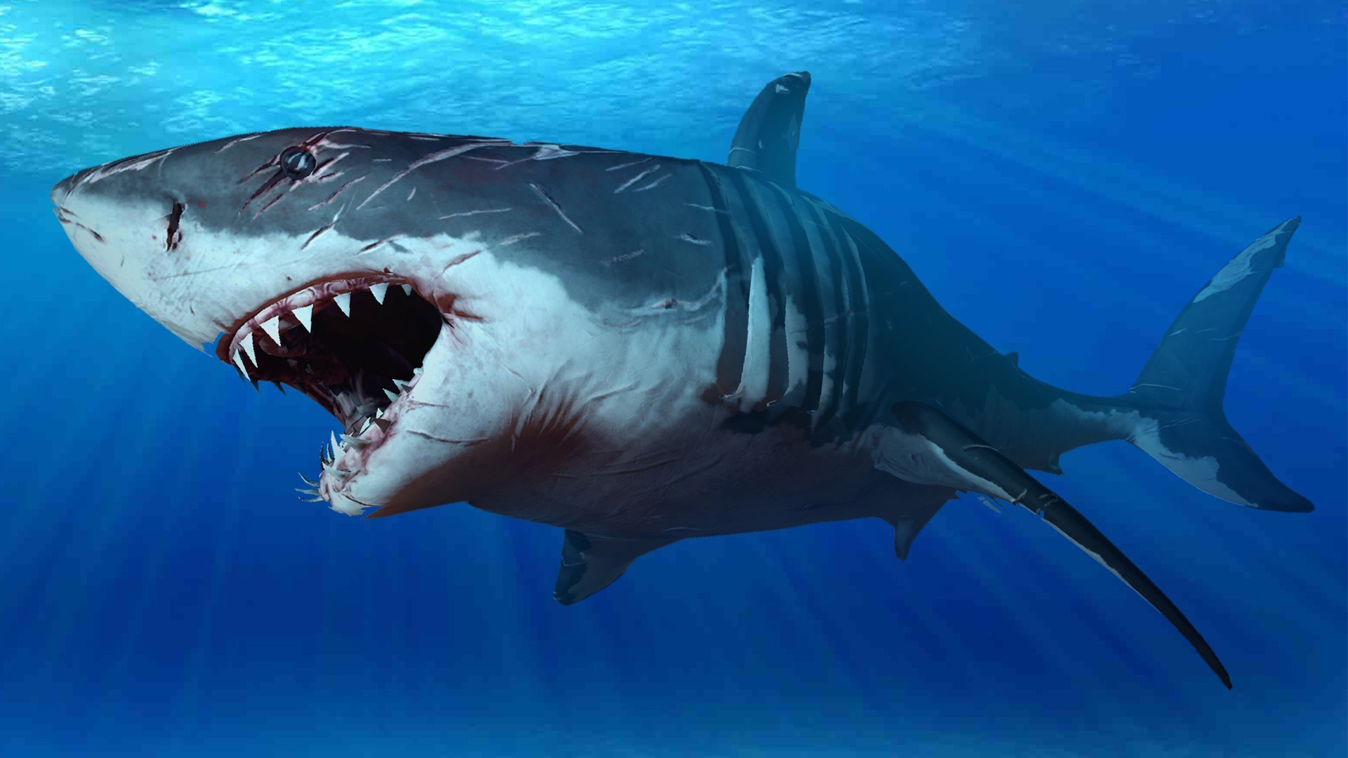Detail Shark Download Nomer 9