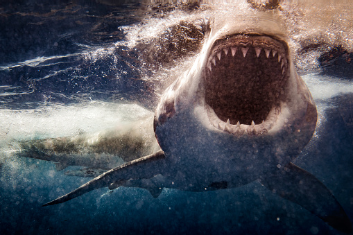 Detail Shark Download Nomer 10