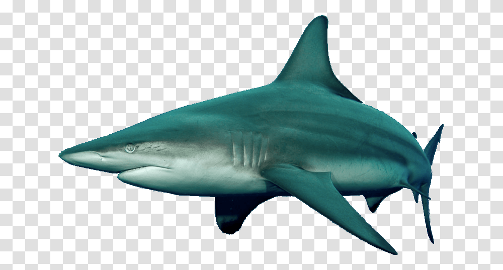 Detail Shark Downloads Nomer 49