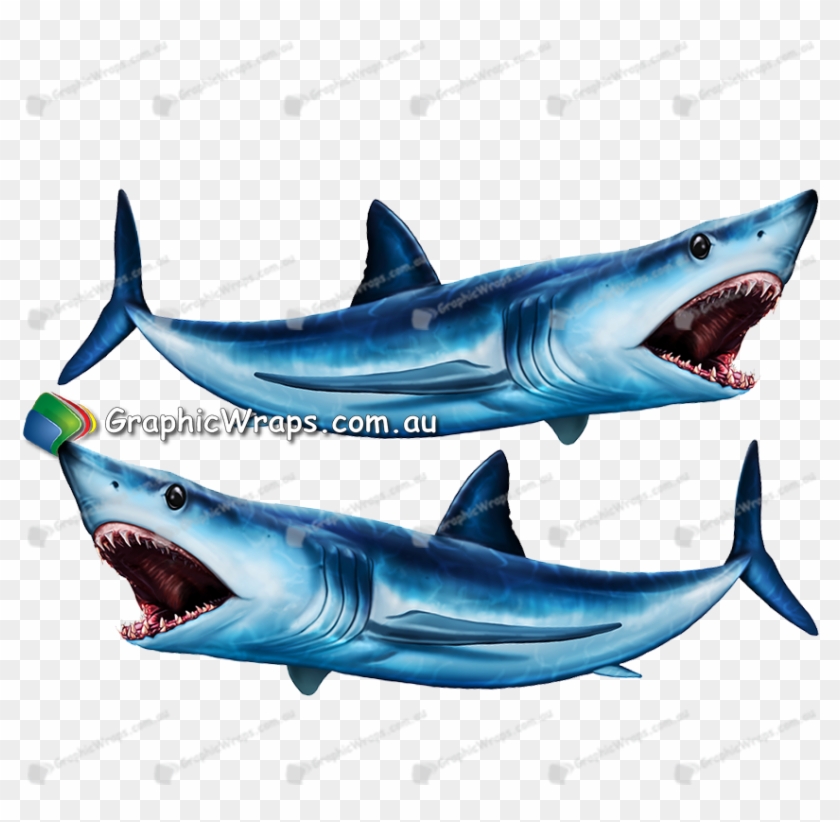 Detail Shark Downloads Nomer 10