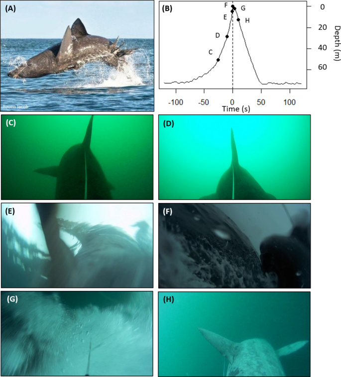 Detail Shark Image Nomer 29