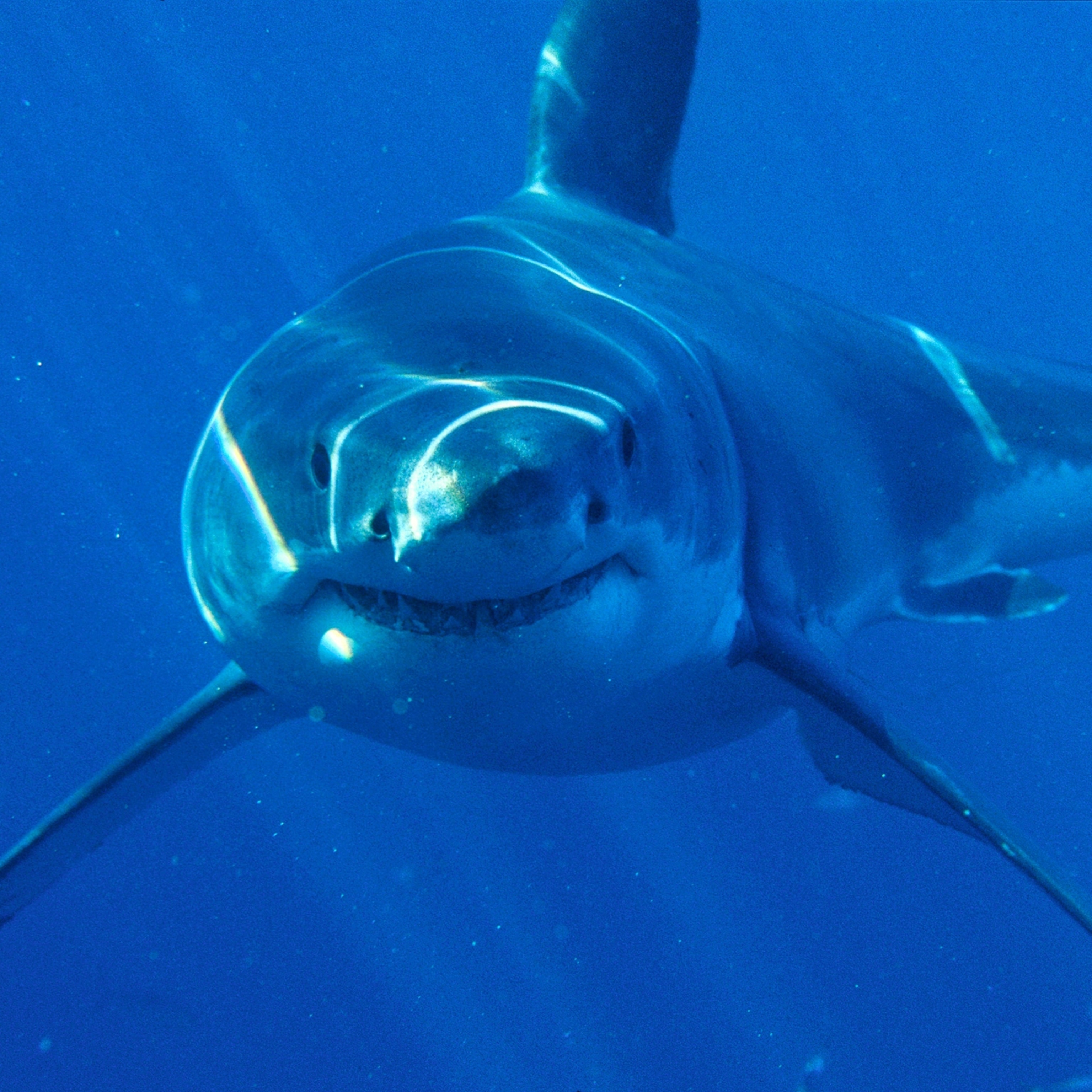 Detail Shark Images Nomer 27