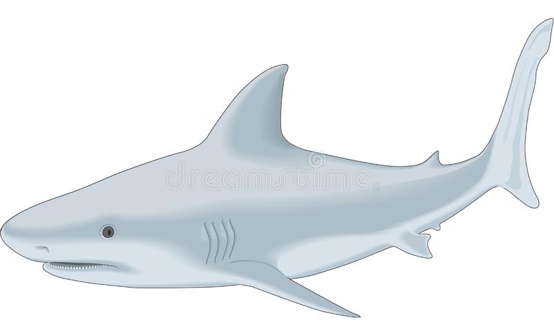 Detail Shark Images Clipart Nomer 32