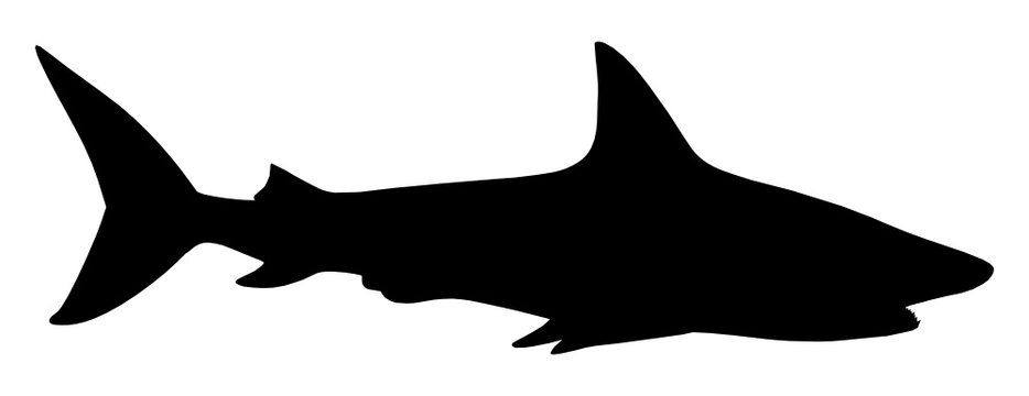 Detail Shark Images Clipart Nomer 34