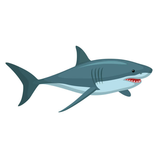 Detail Shark Images Clipart Nomer 7