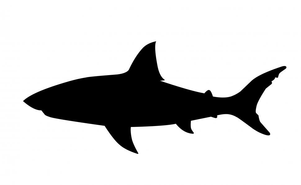 Detail Shark Photos Free Nomer 47