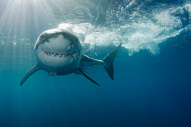 Detail Shark Photos Free Nomer 9