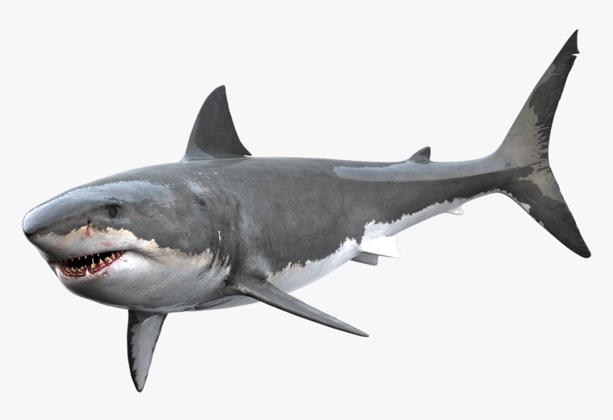 Shark Png Transparent - KibrisPDR