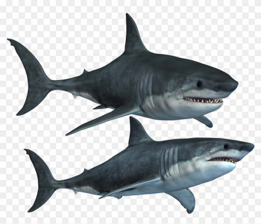 Detail Shark Png Transparent Nomer 13