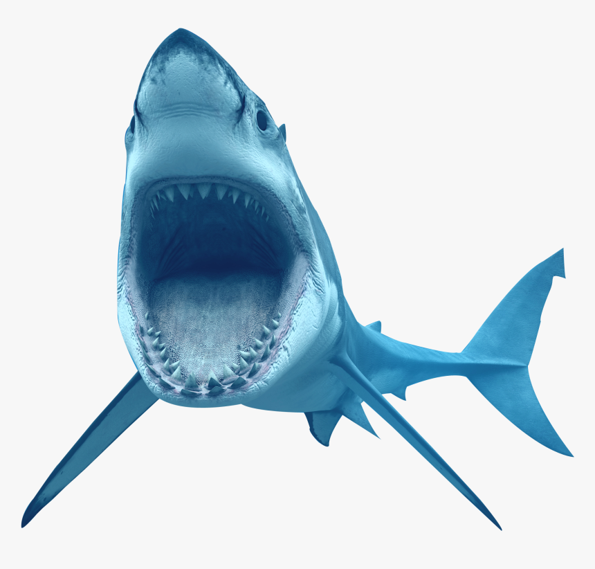 Detail Shark Png Transparent Nomer 2