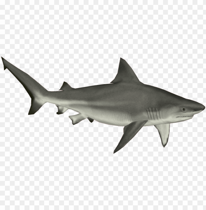 Detail Shark Png Transparent Nomer 23