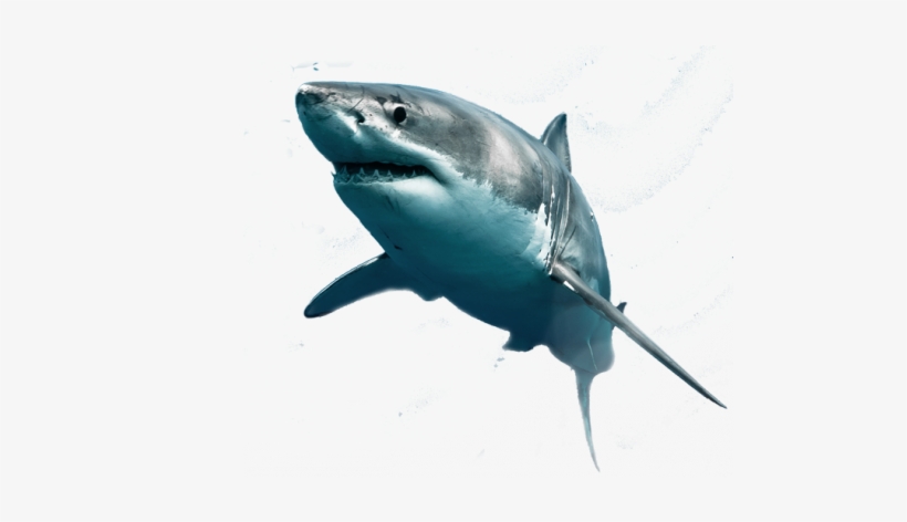 Detail Shark Png Transparent Nomer 54