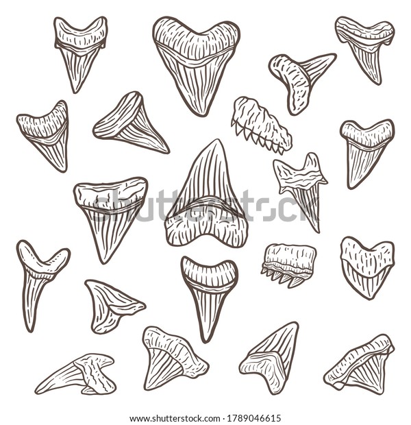 Detail Shark Teeth Clipart Nomer 18