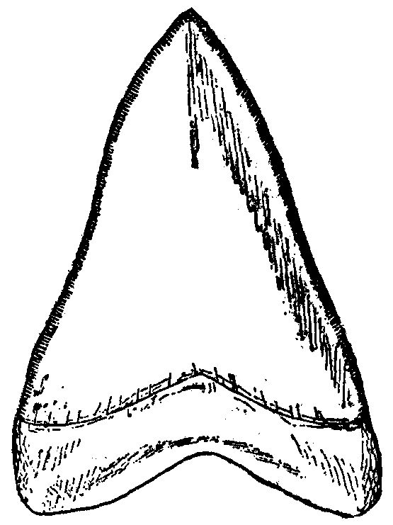 Detail Shark Teeth Clipart Nomer 29