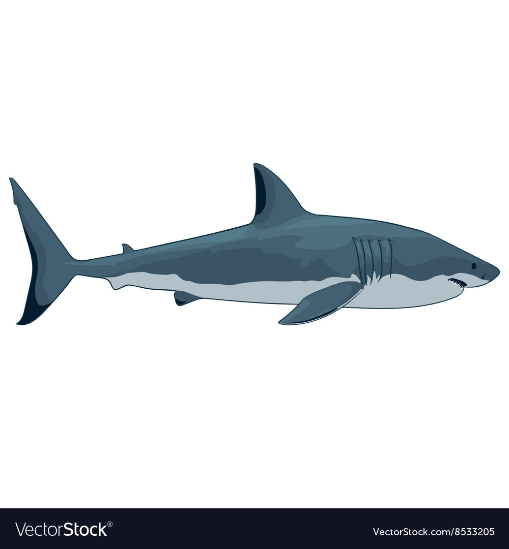 Detail Shark Vector Image Nomer 13