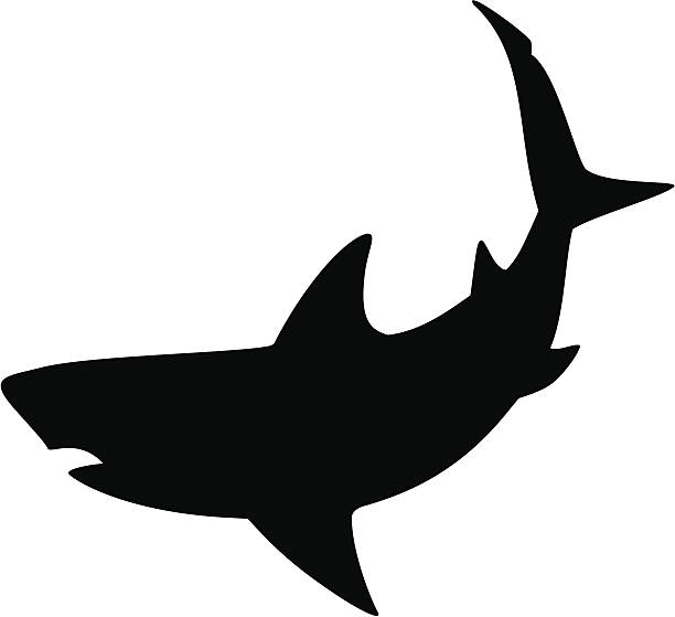 Detail Shark Vector Image Nomer 31