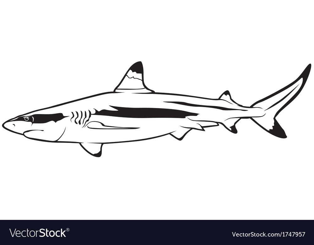 Detail Shark Vector Image Nomer 39