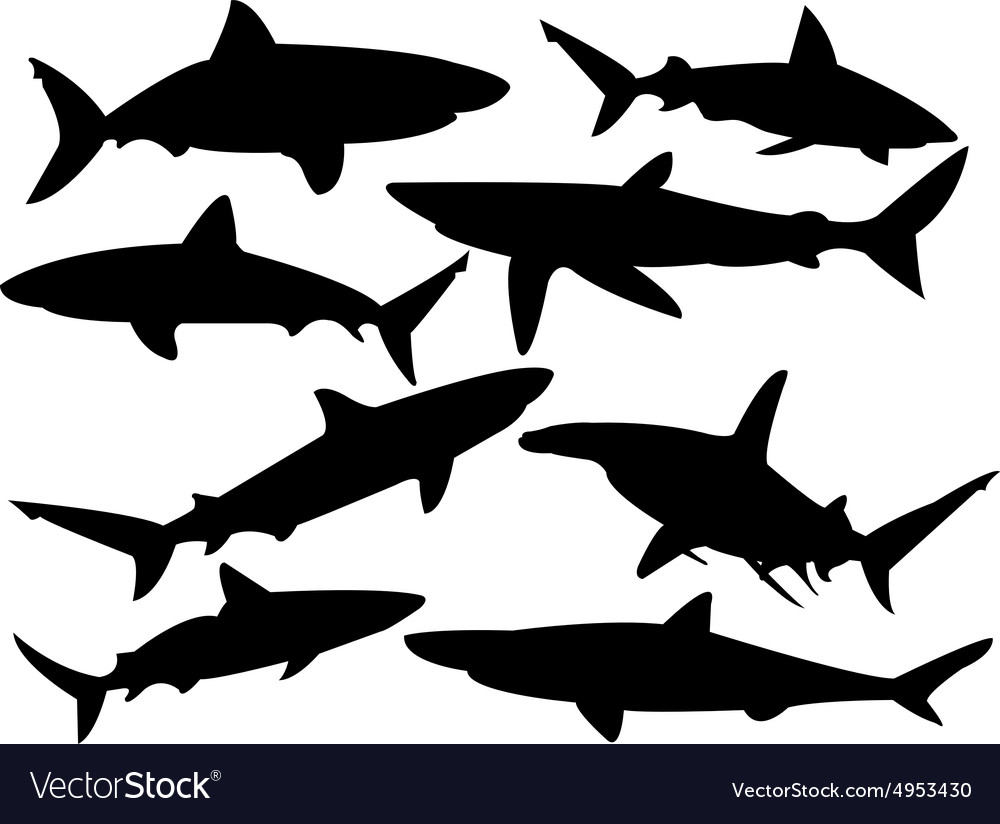 Detail Shark Vector Image Nomer 40