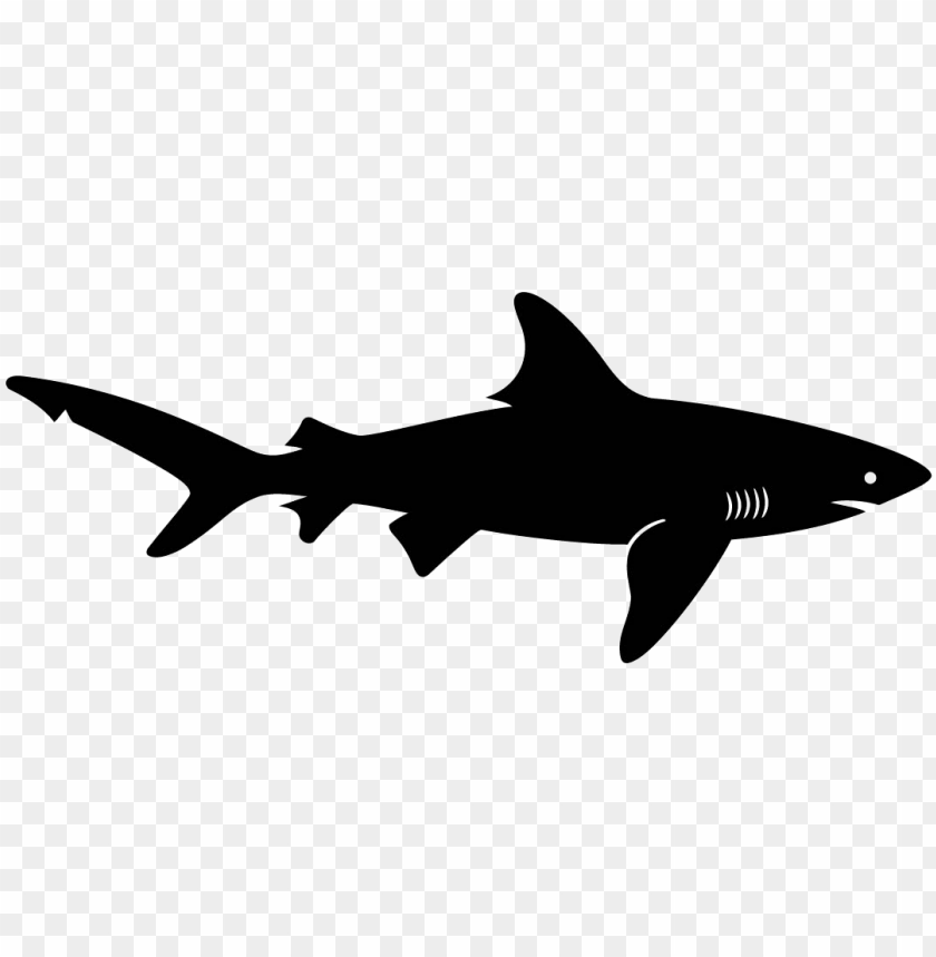 Detail Shark Vector Png Nomer 7