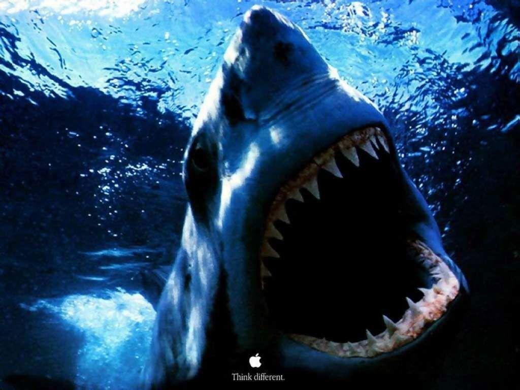 Detail Shark Wallpaper Hd Nomer 4