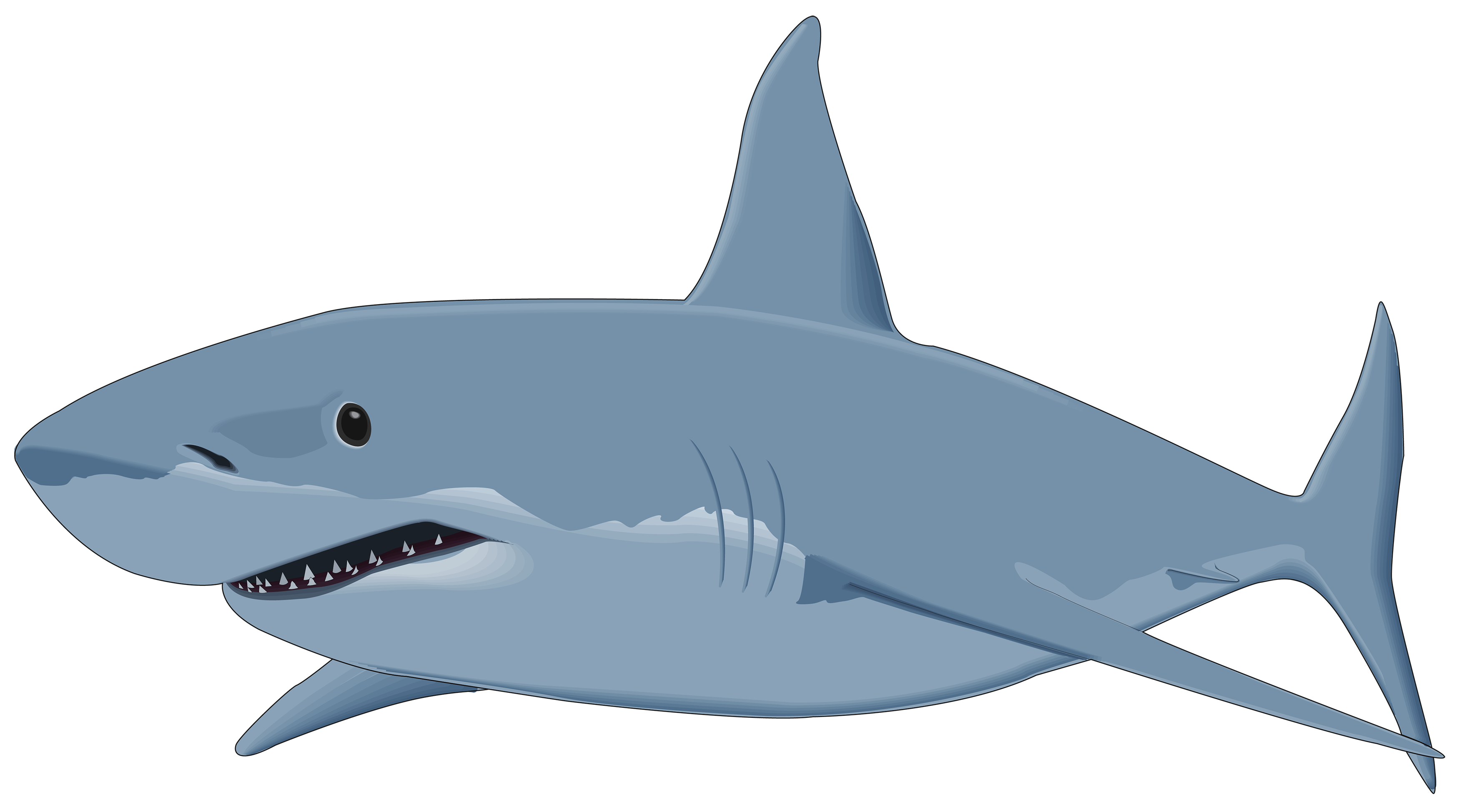 Detail Sharks Transparent Nomer 27