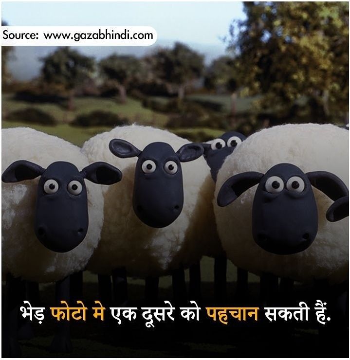 Detail Shaun The Sheep Idul Adha Nomer 28