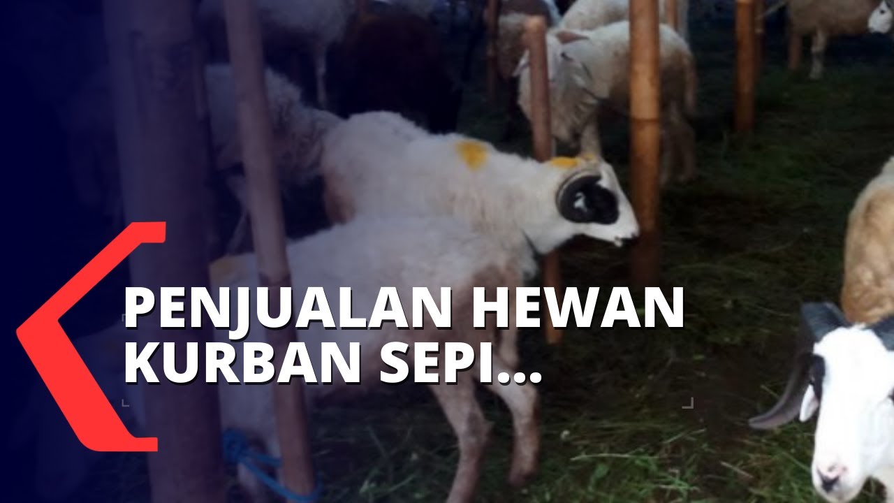 Detail Shaun The Sheep Kurban Nomer 21