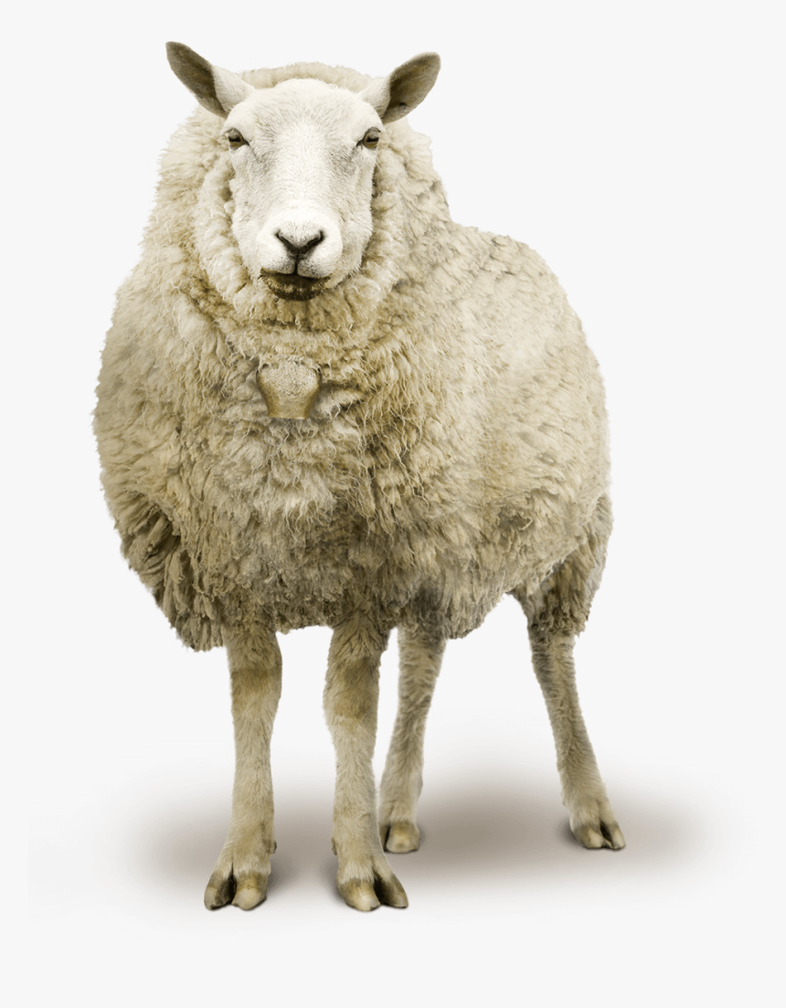 Detail Sheep Hd Nomer 21