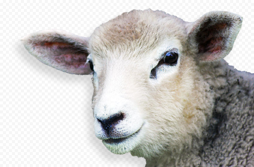 Detail Sheep Hd Nomer 46