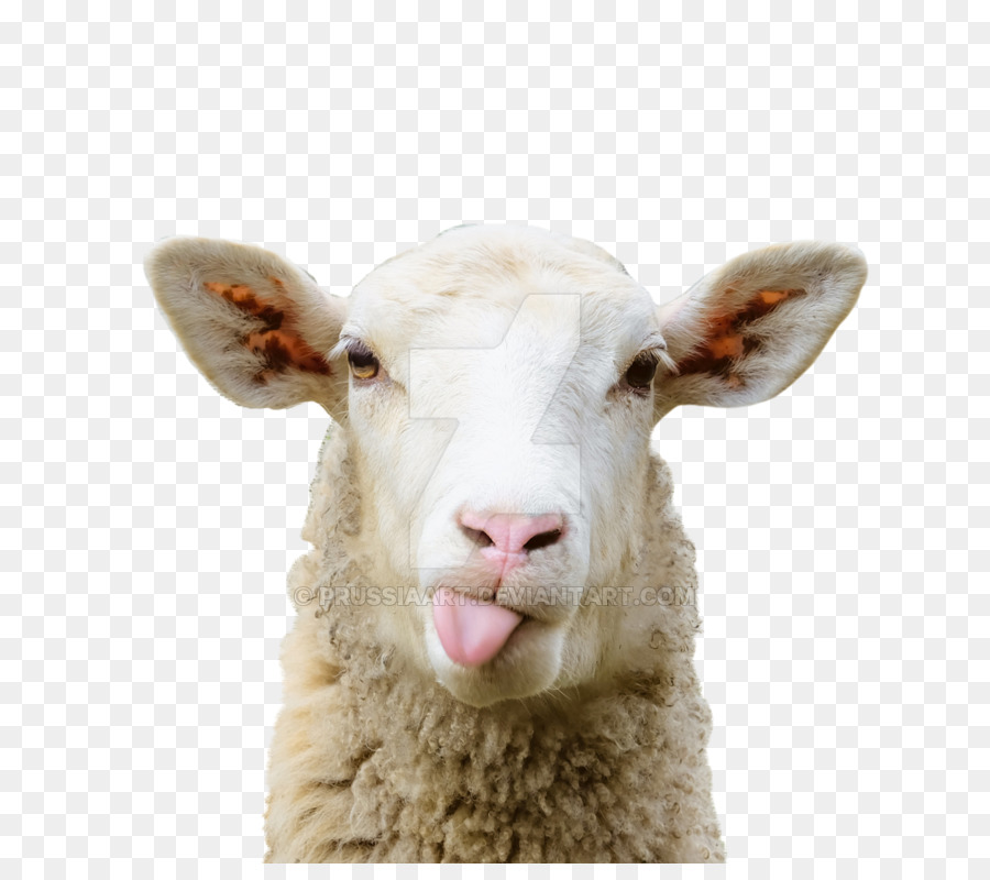 Detail Sheep Head Png Nomer 14