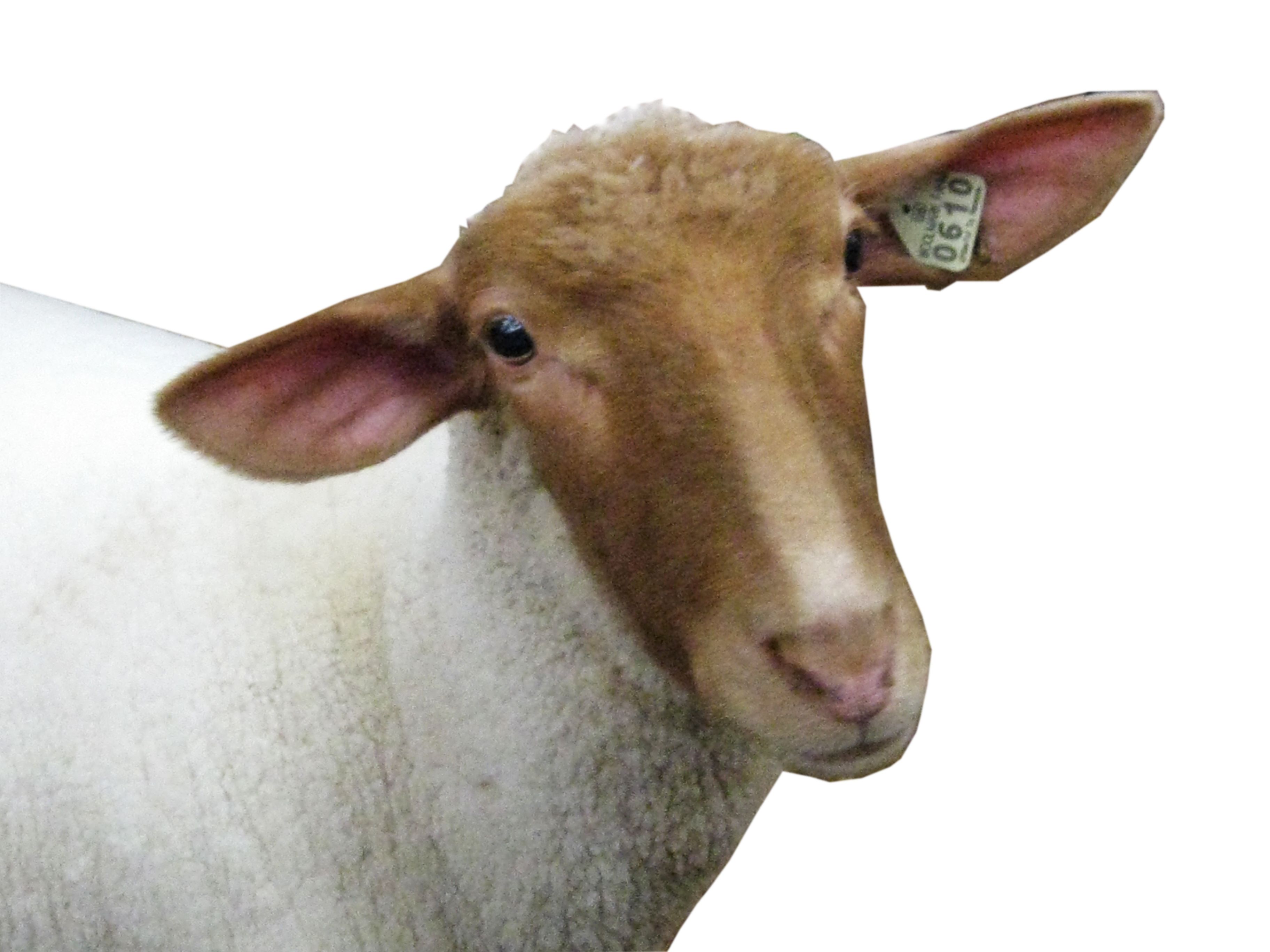 Detail Sheep Head Png Nomer 4