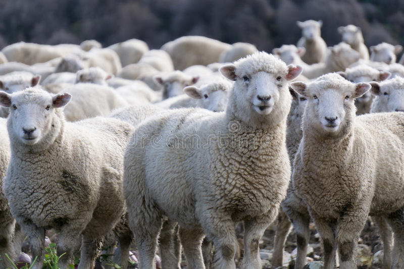 Download Sheep Images Free Nomer 5