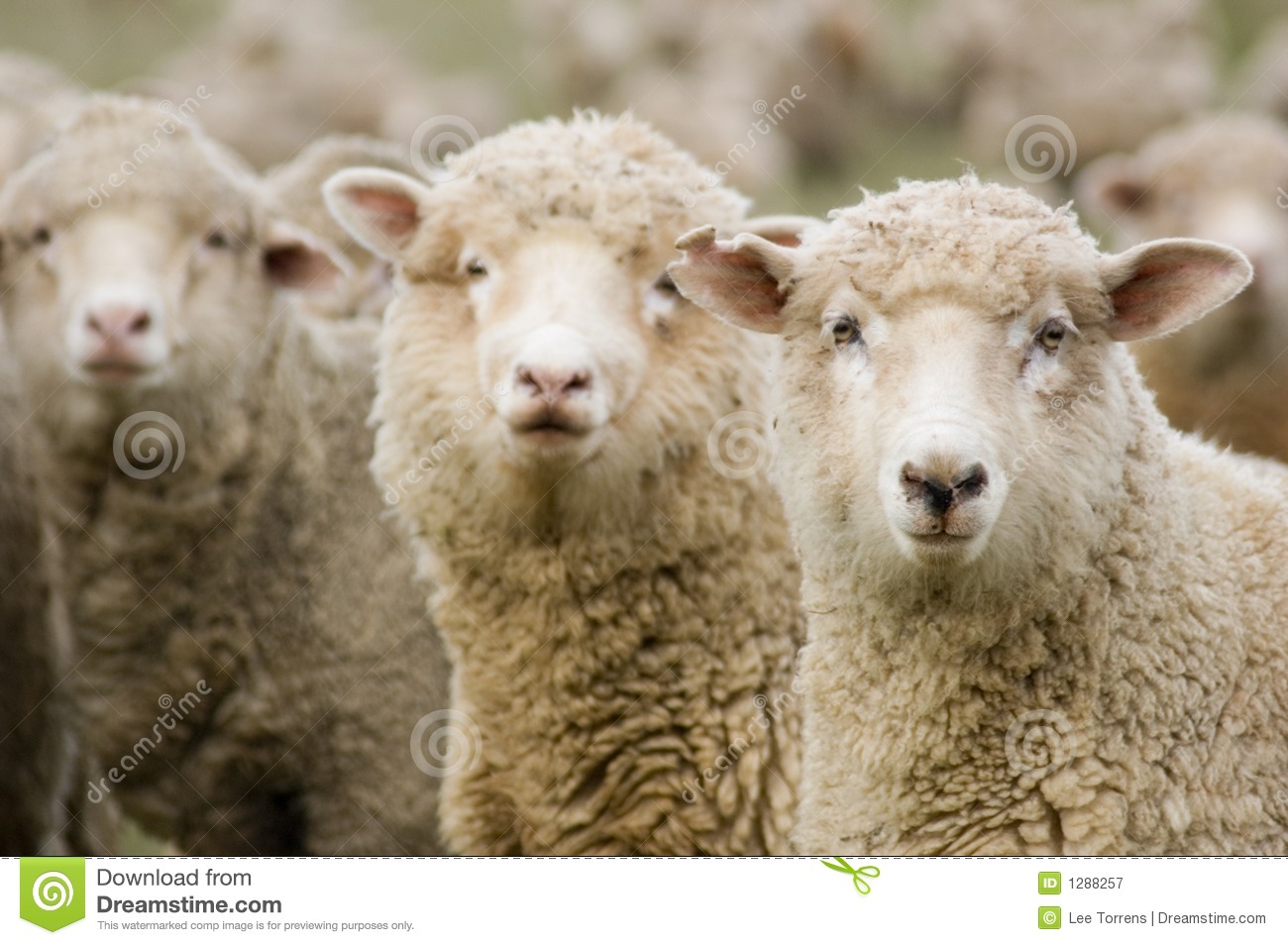 Detail Sheep Images Free Nomer 8